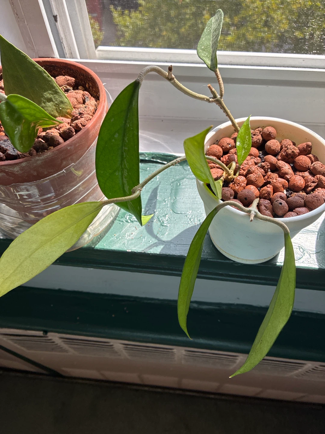 Hoya pubicalyx silver splash Plant in Pot