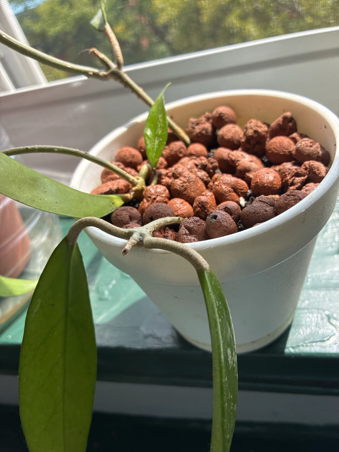 Hoya pubicalyx silver splash Plant in Pot - photo 2