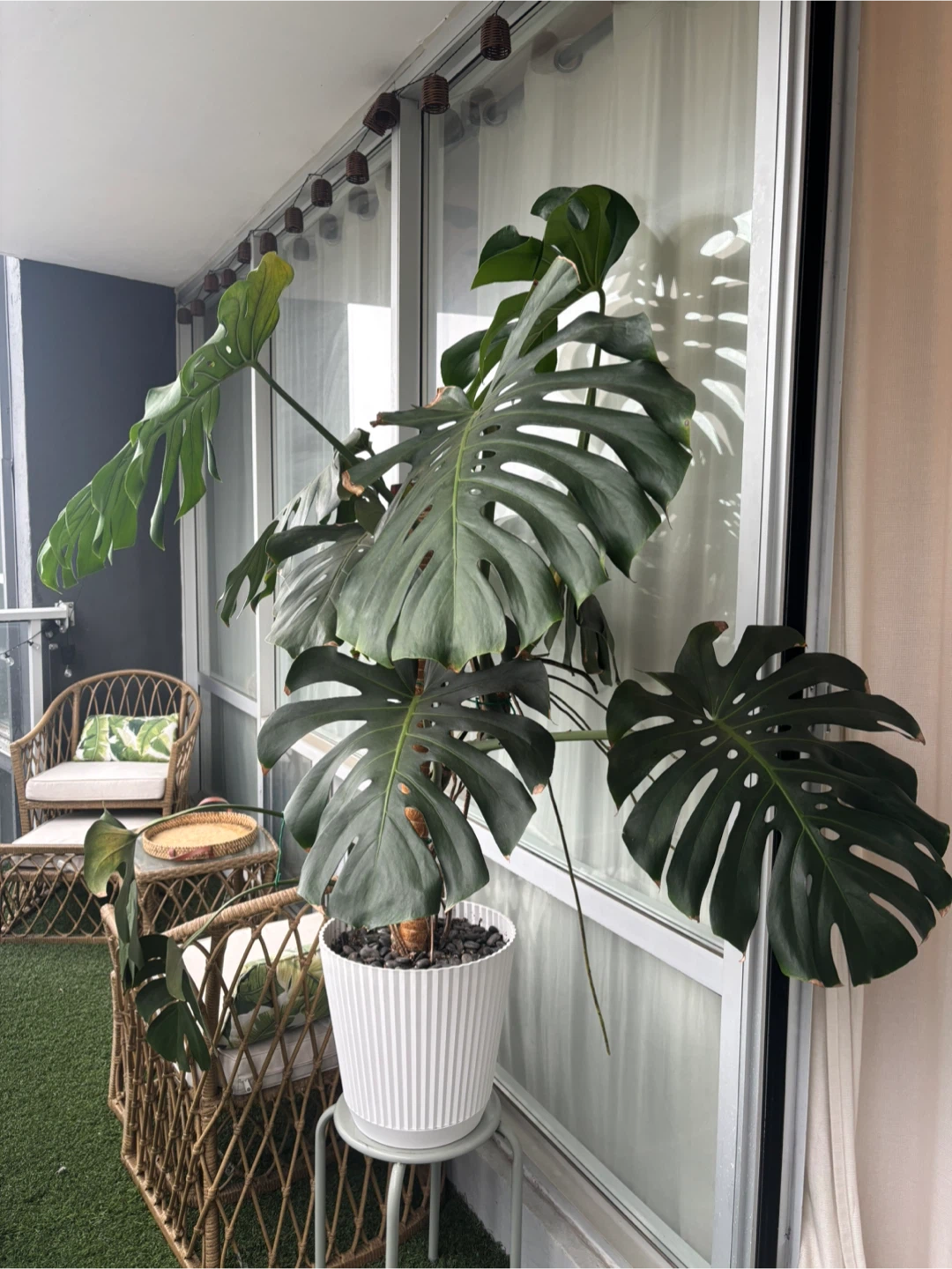MOVING - GIANT Monstera Deliciosa Plant