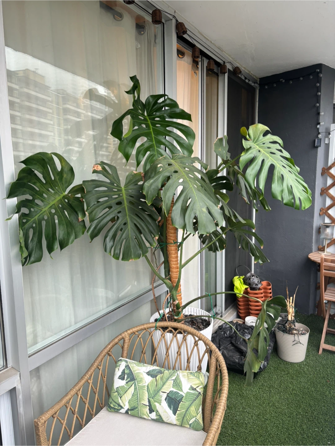 MOVING - GIANT Monstera Deliciosa Plant - photo 2