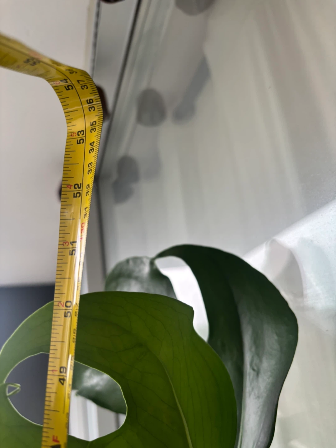 MOVING - GIANT Monstera Deliciosa Plant - photo 3