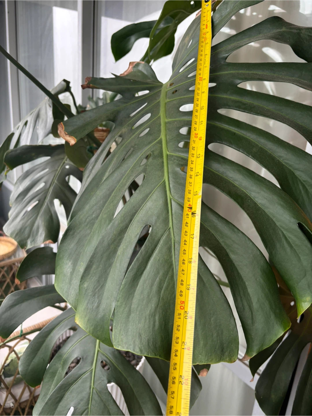 MOVING - GIANT Monstera Deliciosa Plant - photo 4