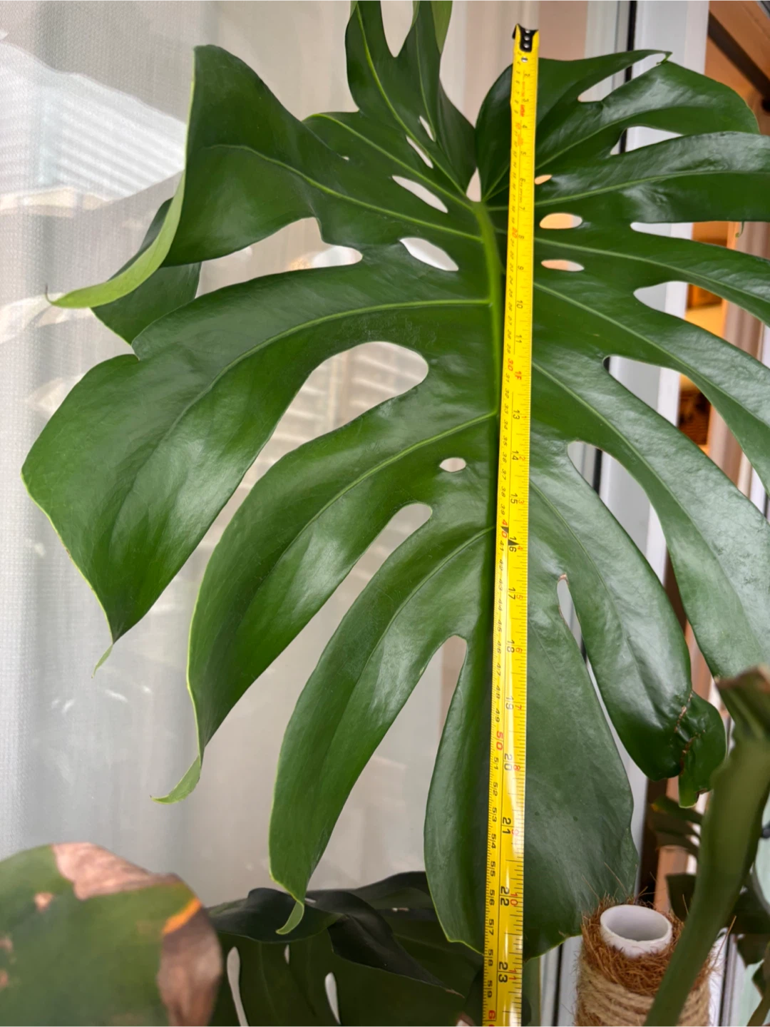 MOVING - GIANT Monstera Deliciosa Plant - photo 5