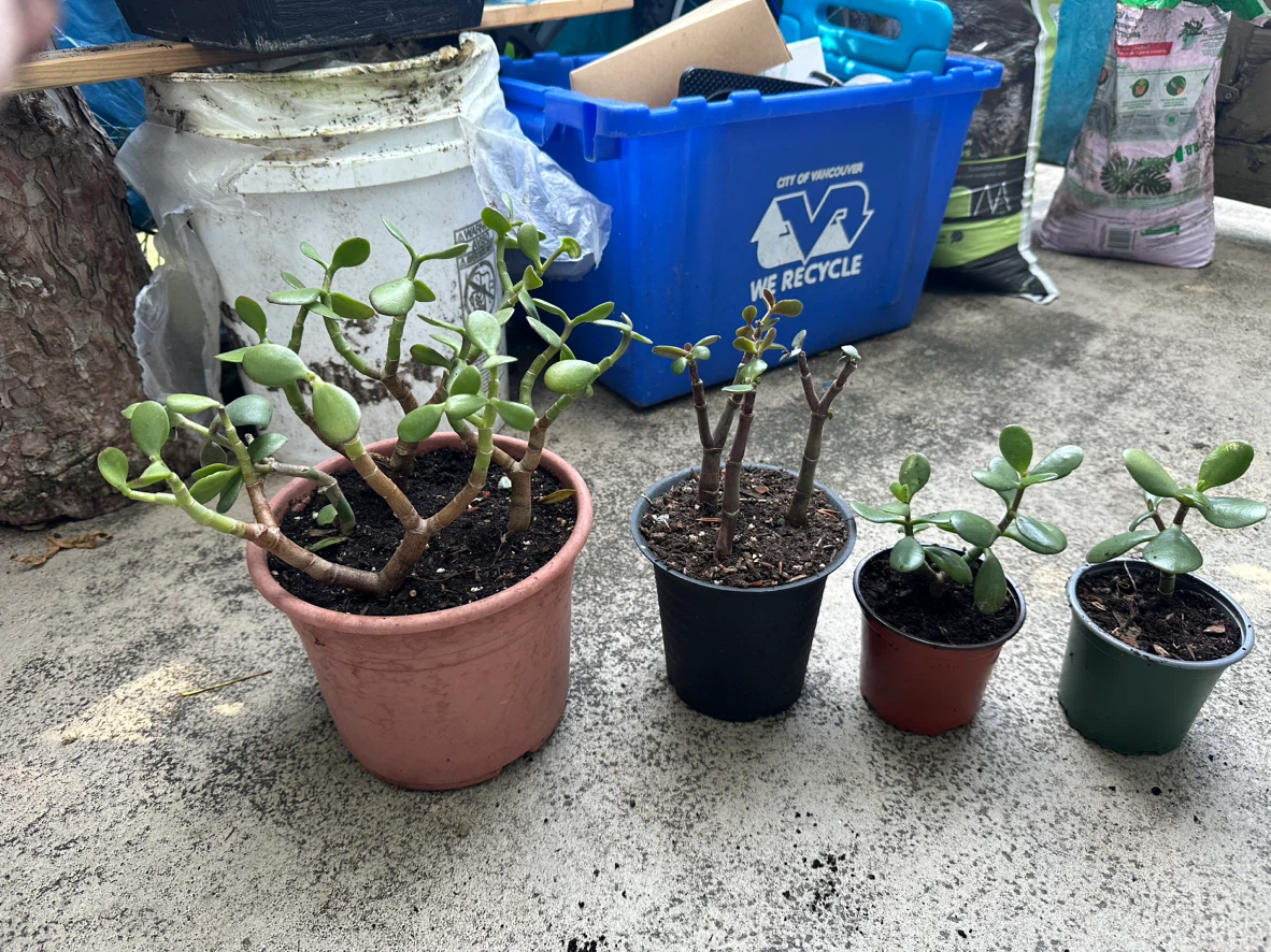 Four Jade Plants