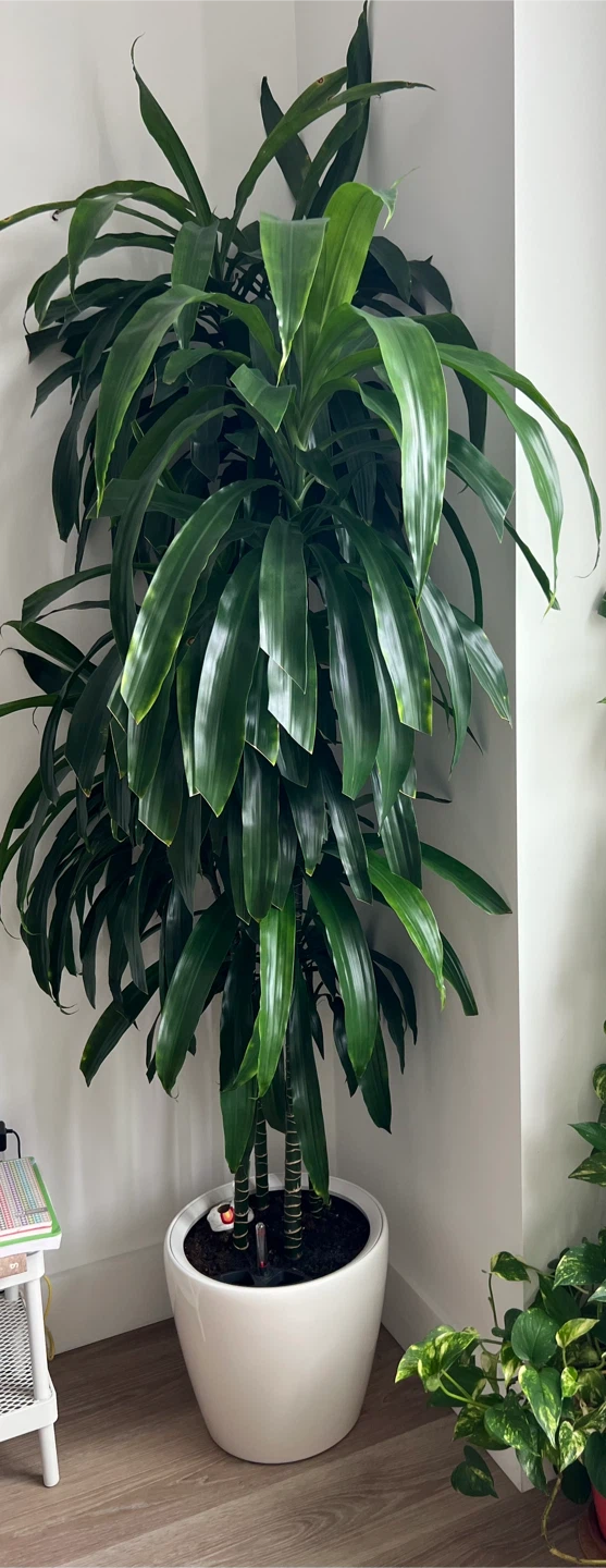 Dracaena lisa Classico Plant