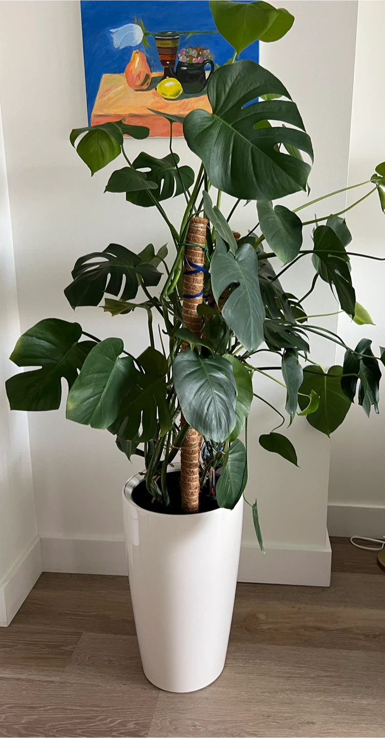 Monstera Plant in White Pot