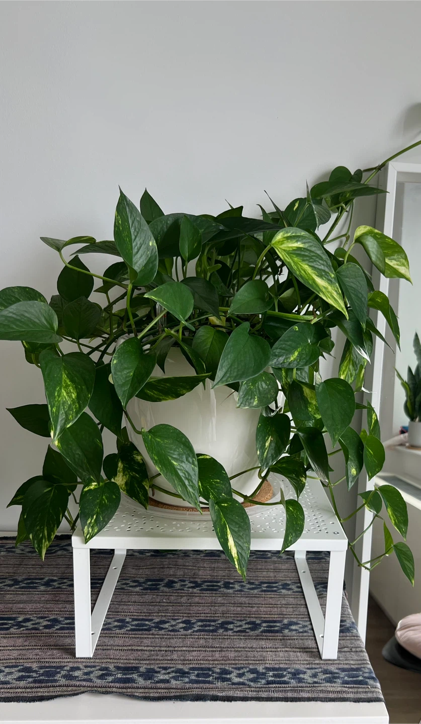 Pothos Plant in White Pot