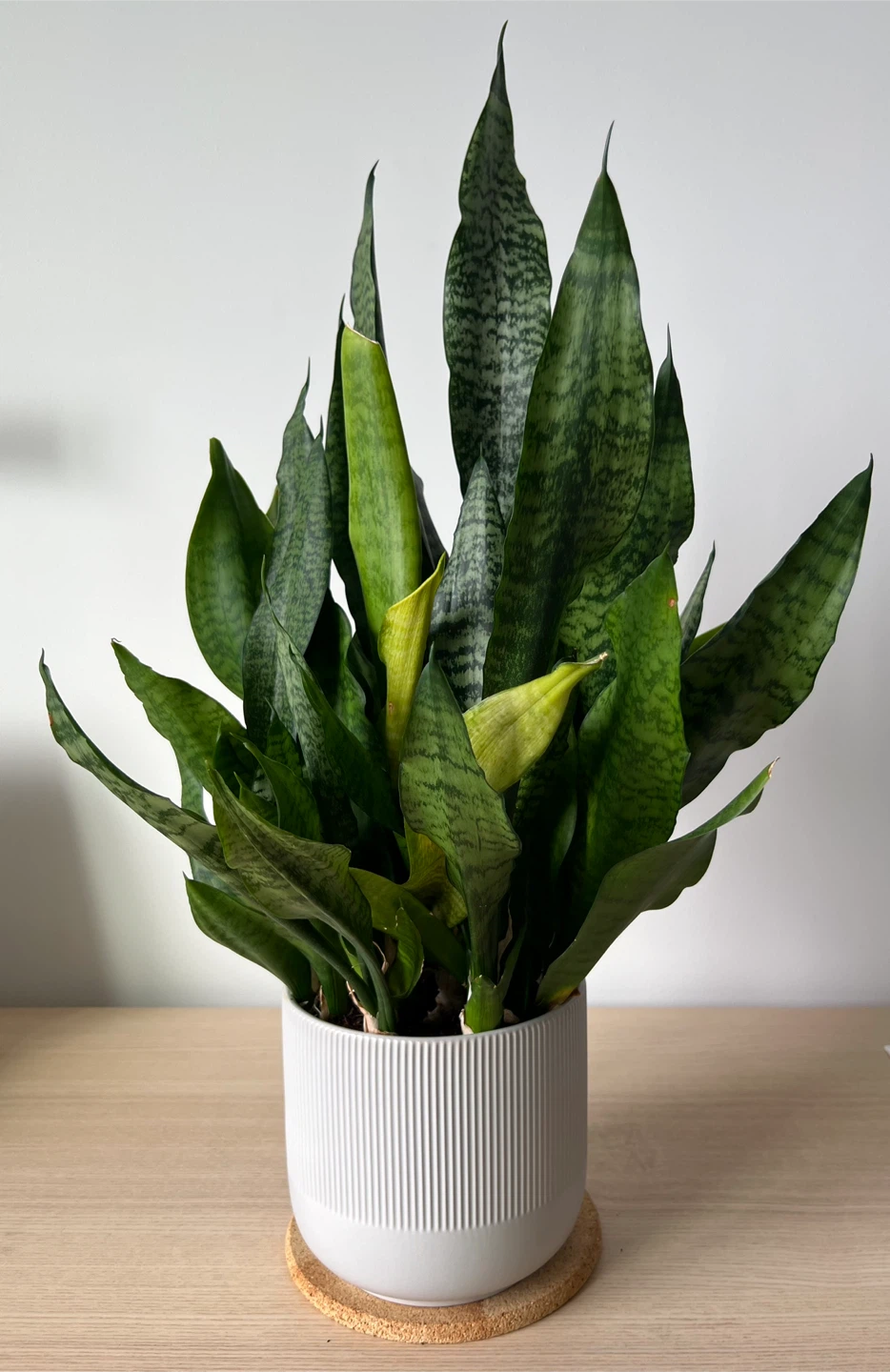 Plant Sansevieria with ceramic pot