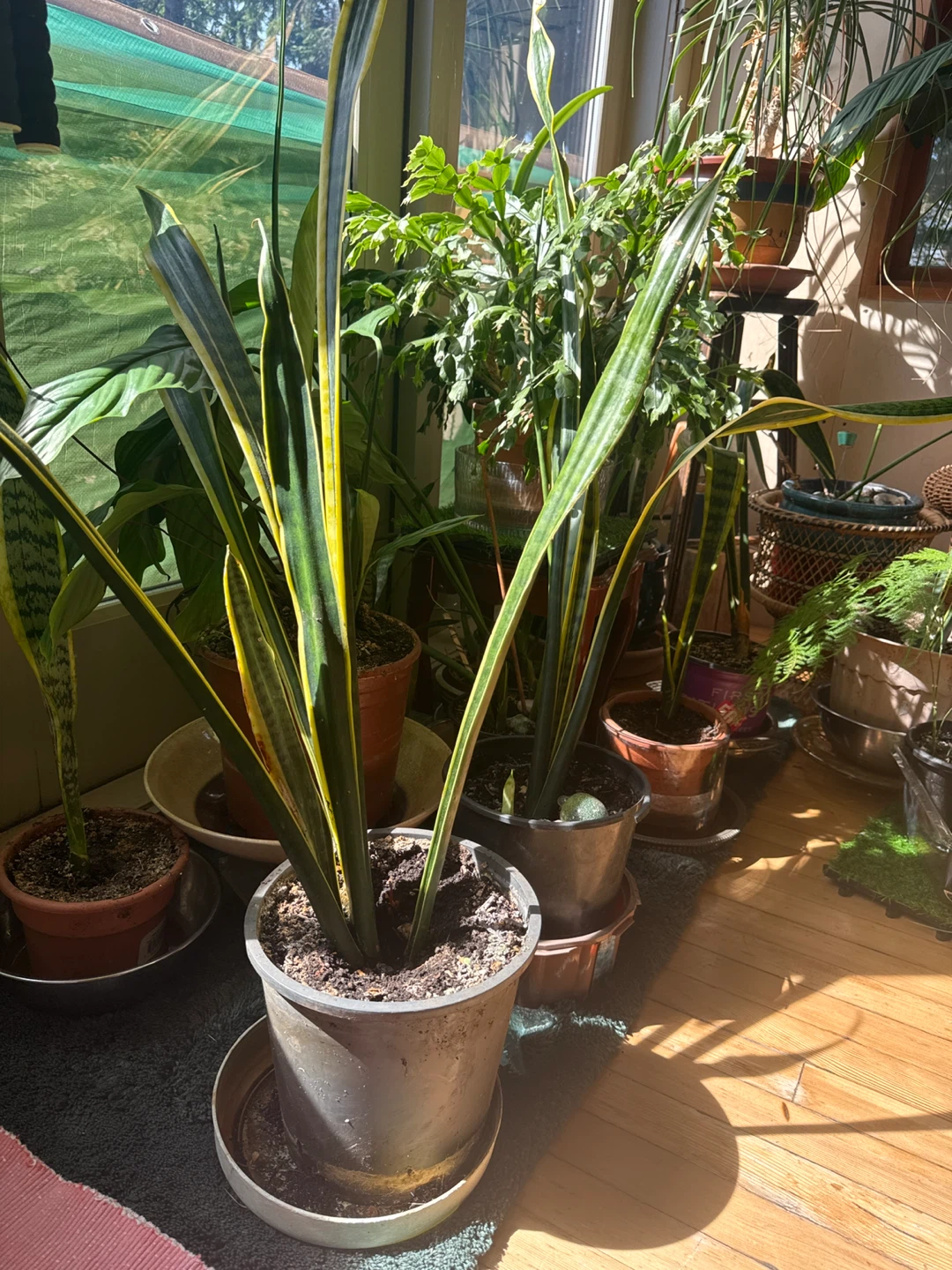 Snake Plant (Sansevieria)