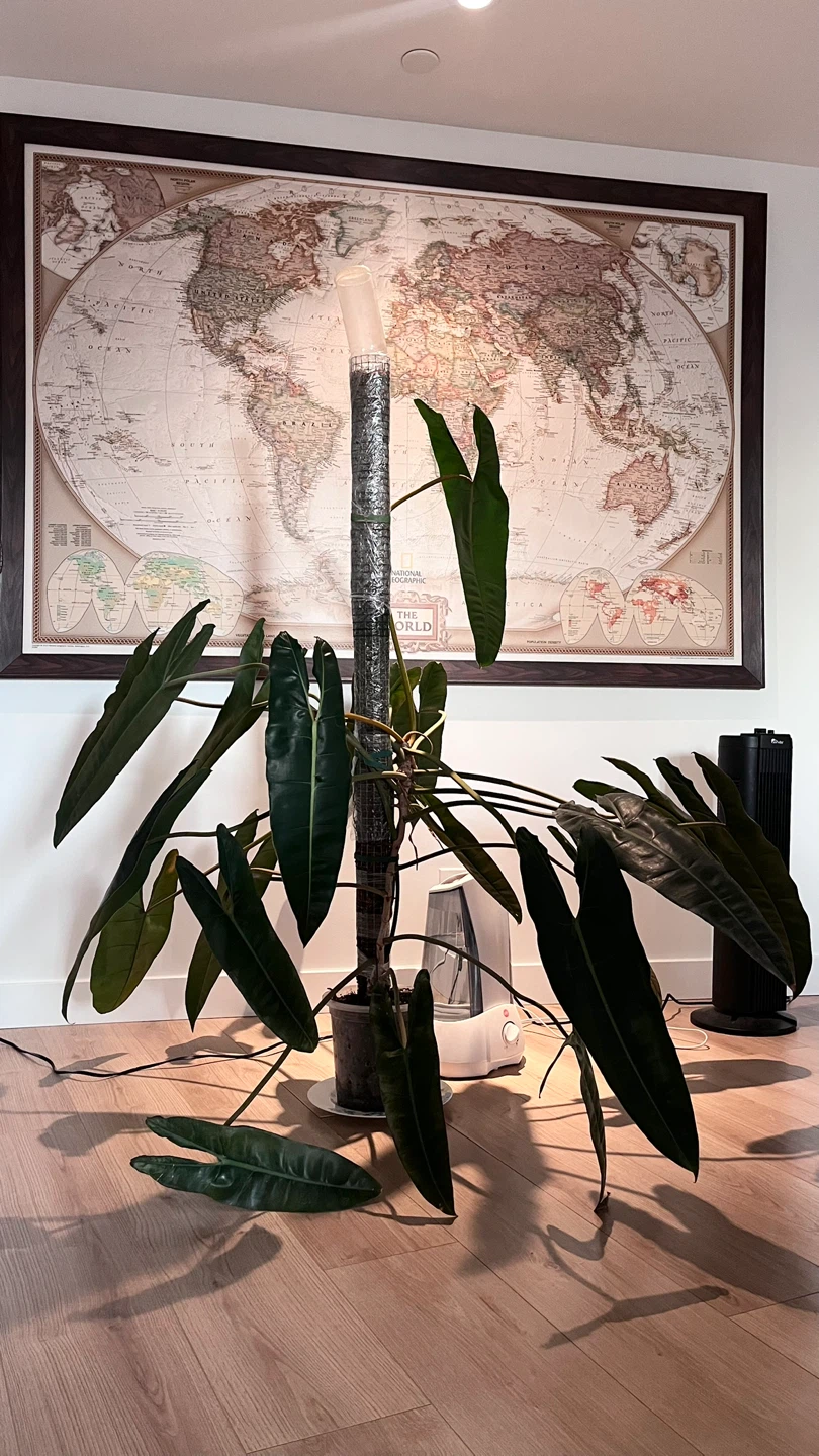 Philodendron Billietiae Plant