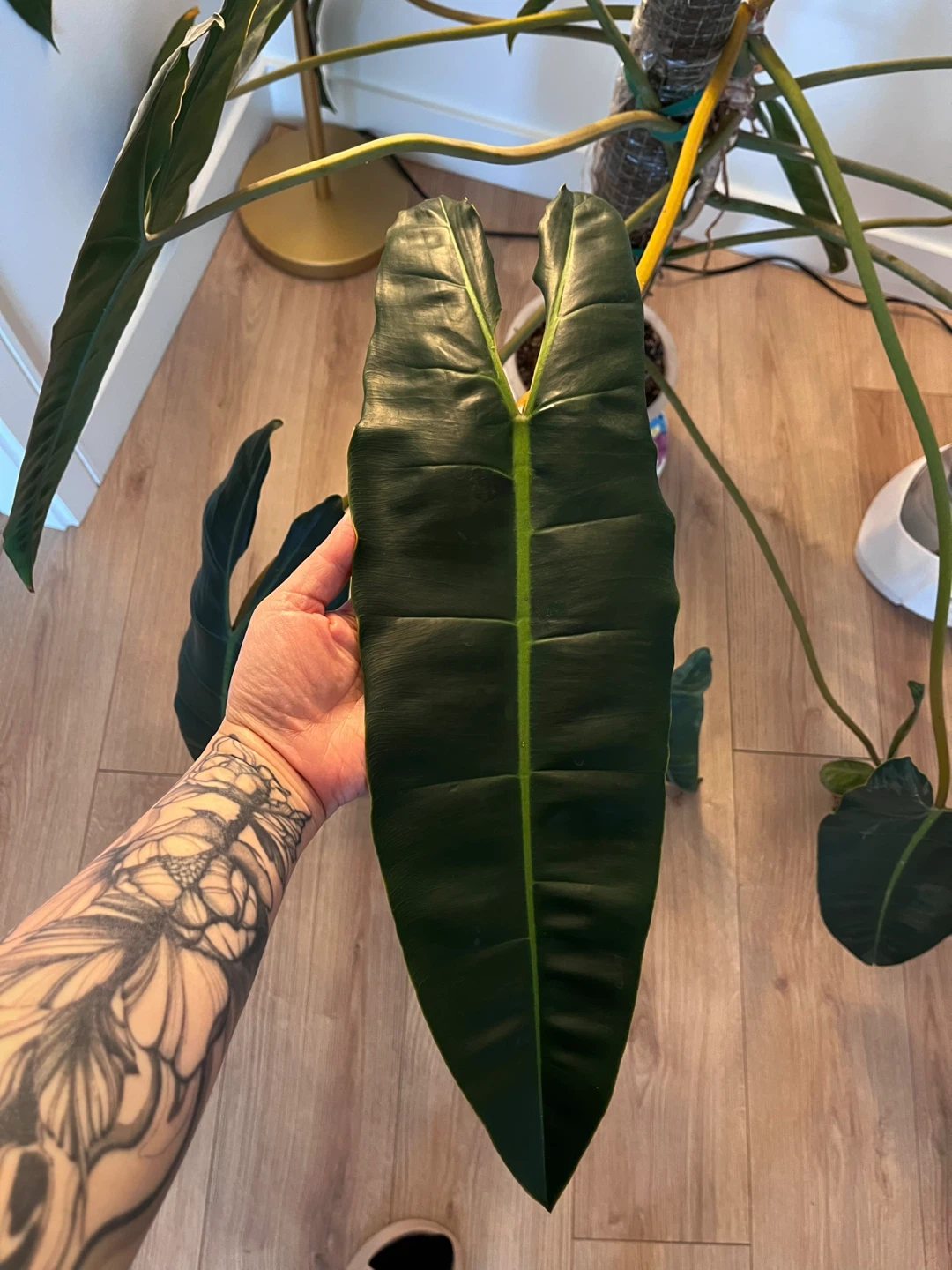 Philodendron Billietiae Plant - photo 2