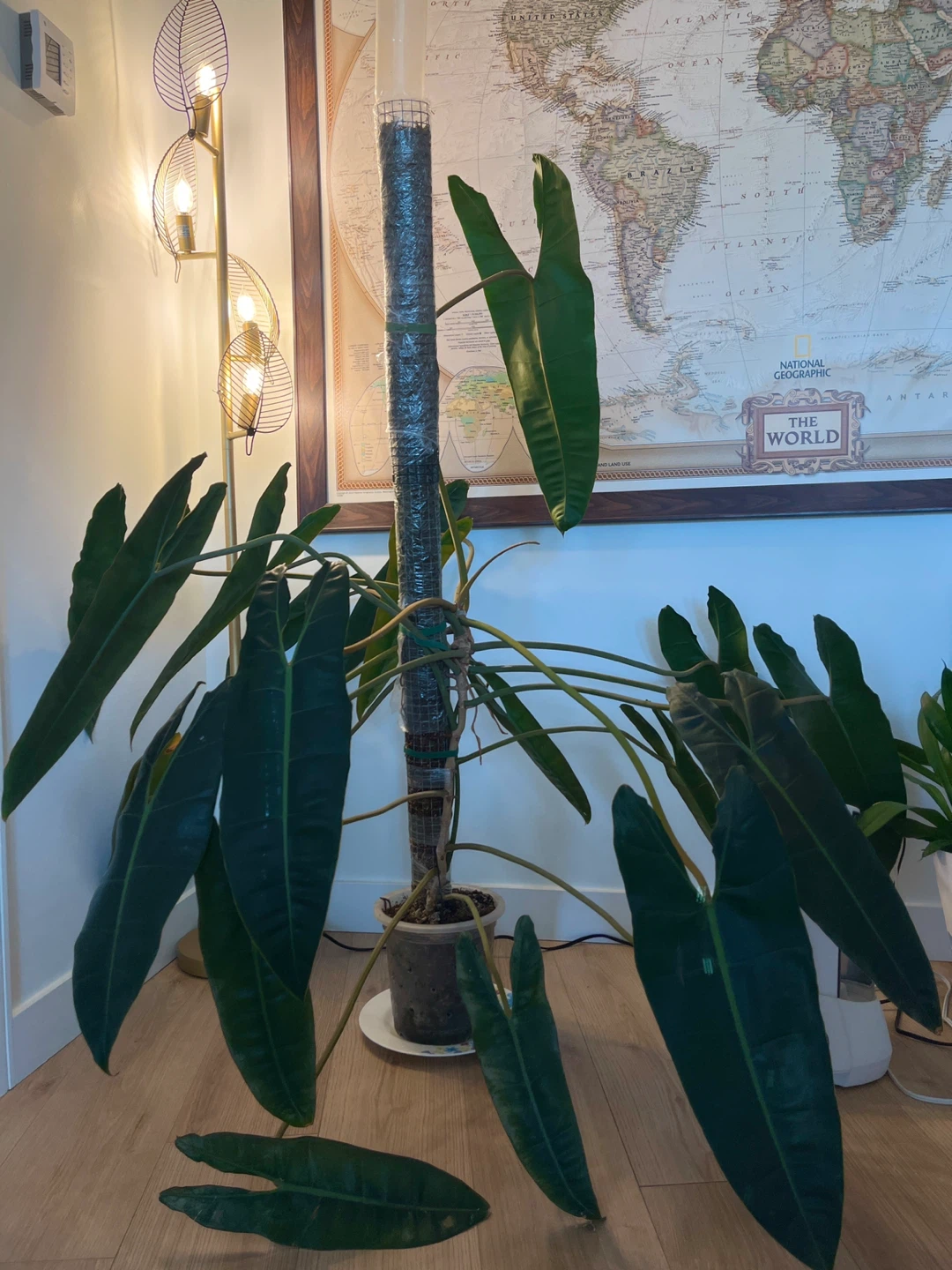 Philodendron Billietiae Plant - photo 3