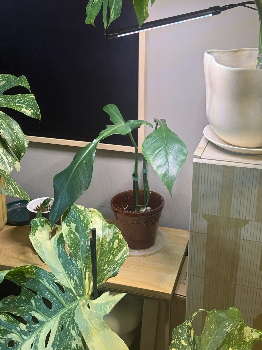 Large Philodendron Joepii with ceramic vase
