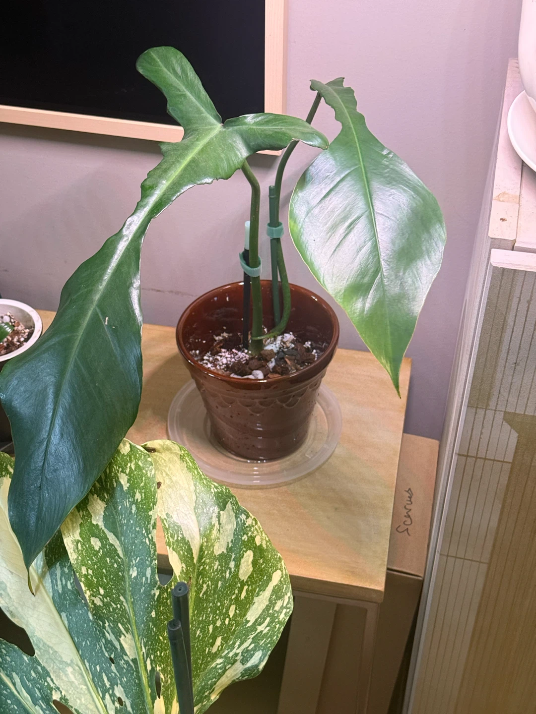 Large Philodendron Joepii with ceramic vase - photo 2