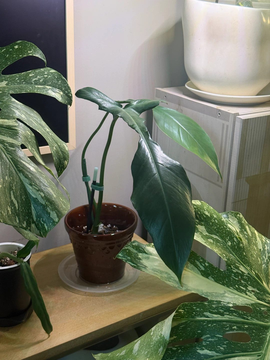 Large Philodendron Joepii with ceramic vase - photo 3