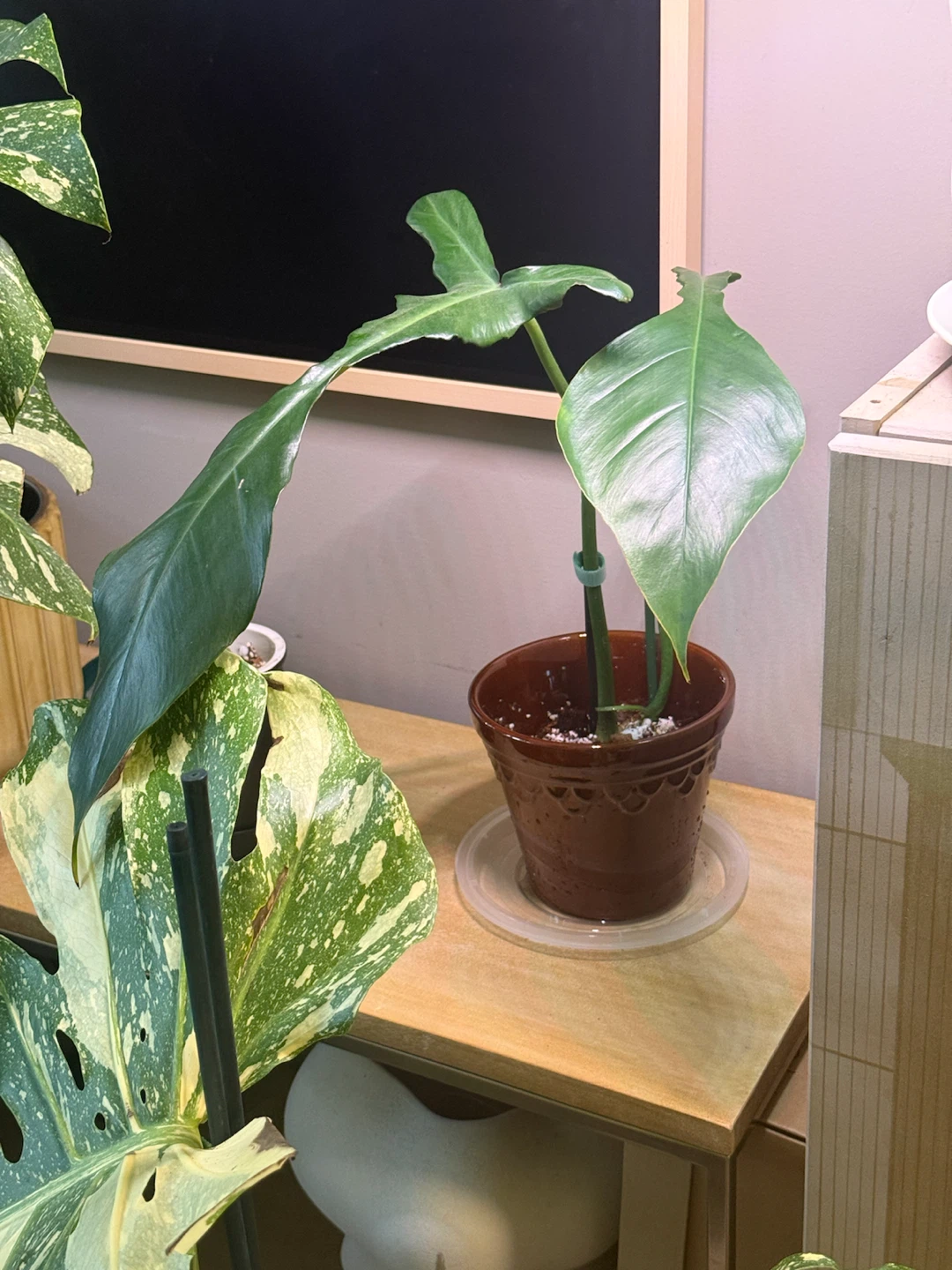 Large Philodendron Joepii with ceramic vase - photo 4