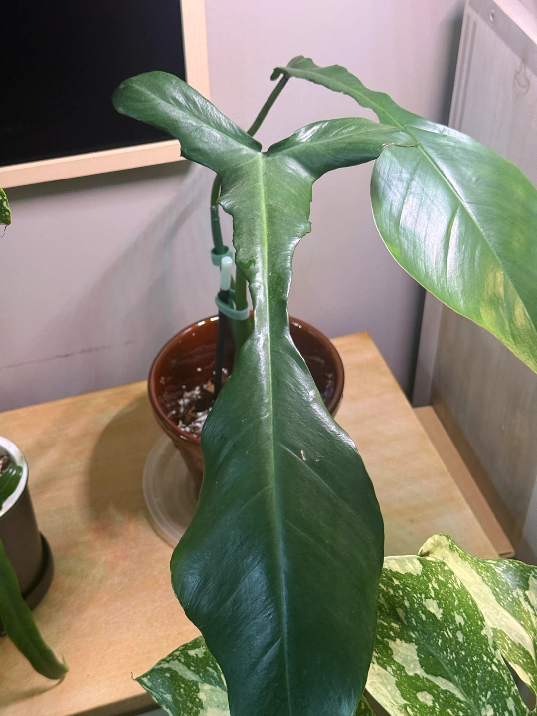 Large Philodendron Joepii with ceramic vase - photo 5