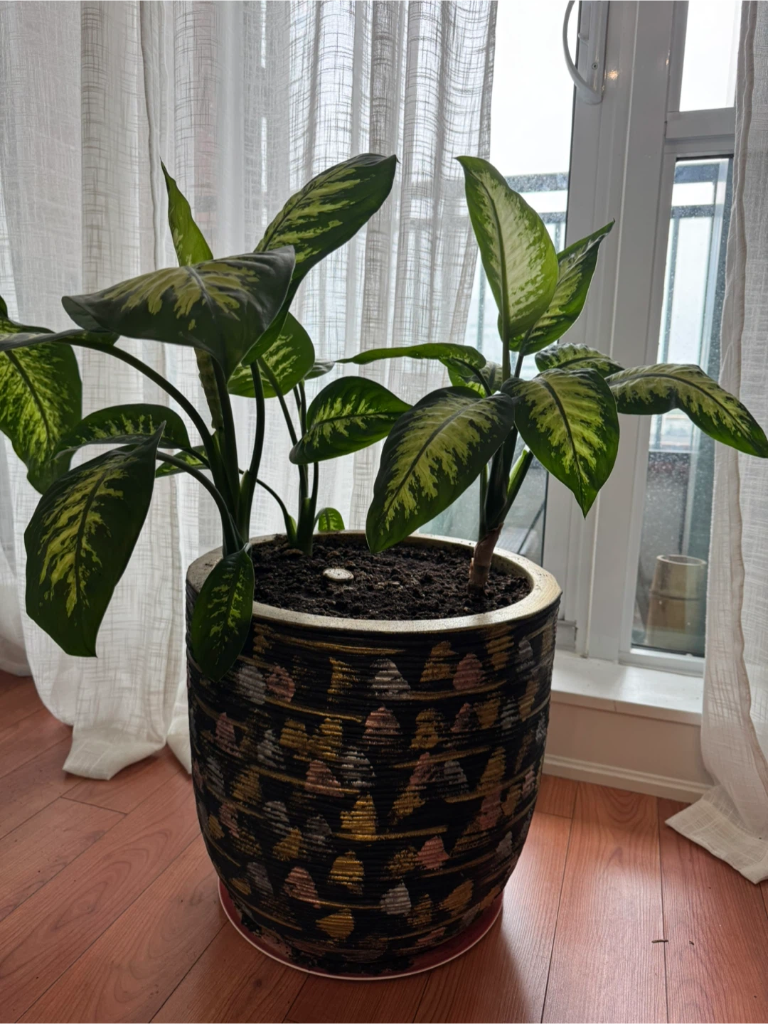 Dieffenbachia plant in decorative pot