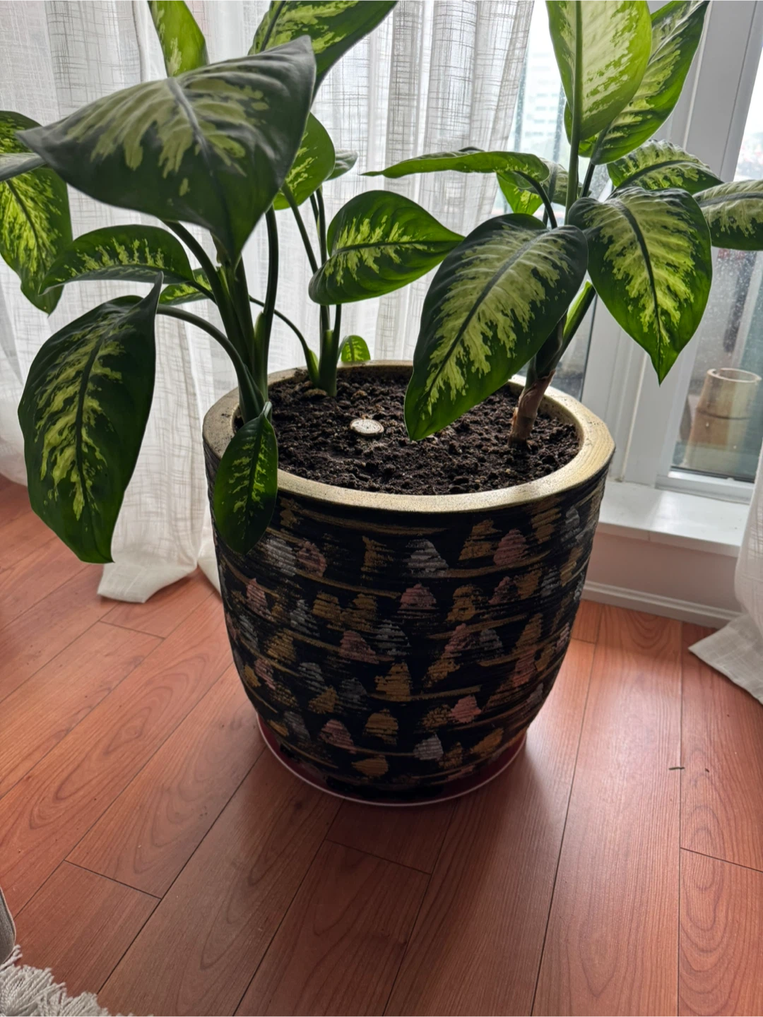 Dieffenbachia plant in decorative pot - photo 2