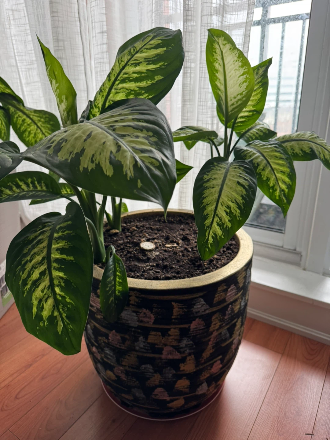 Dieffenbachia plant in decorative pot - photo 3
