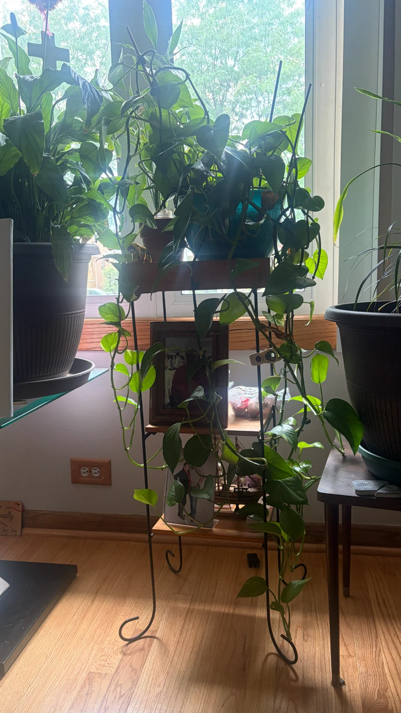 Plants, plant stands, dressers,