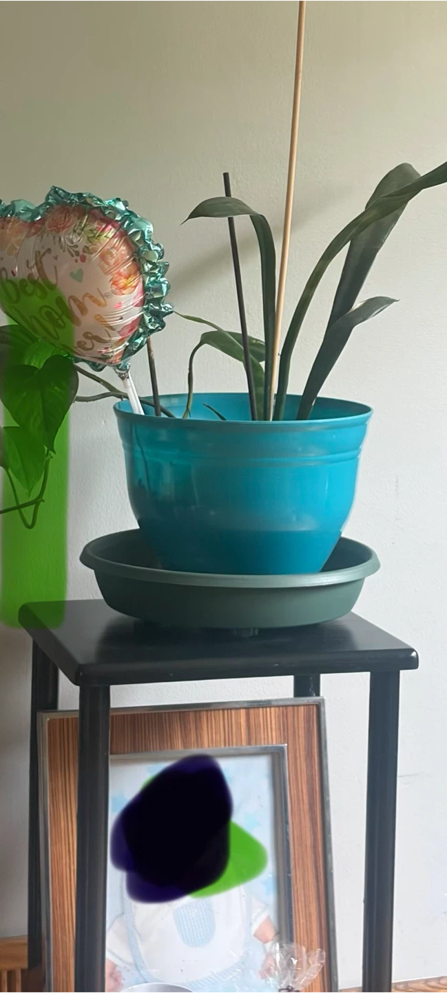 Plants, plant stands, dressers, - photo 2