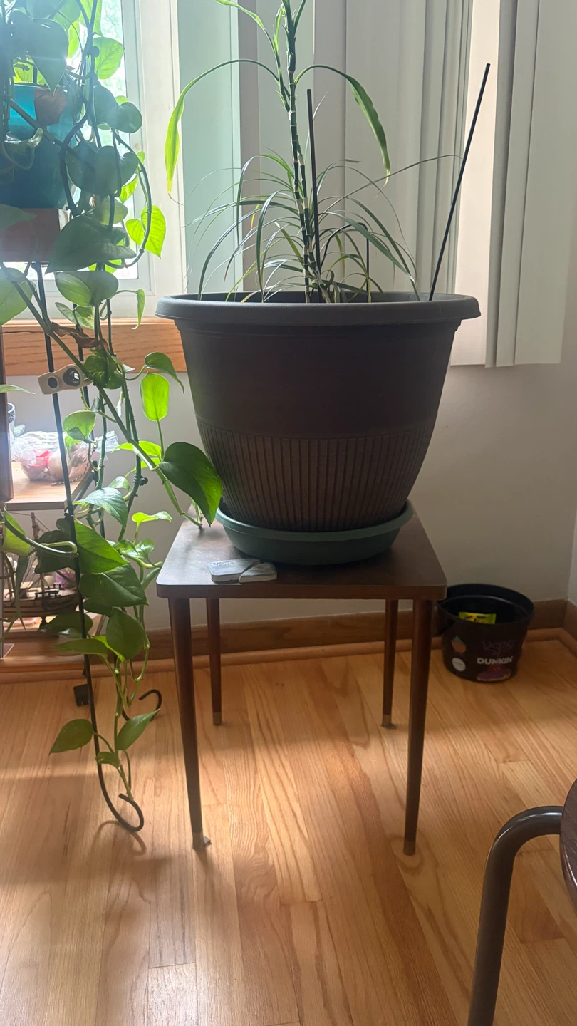 Plants, plant stands, dressers, - photo 3