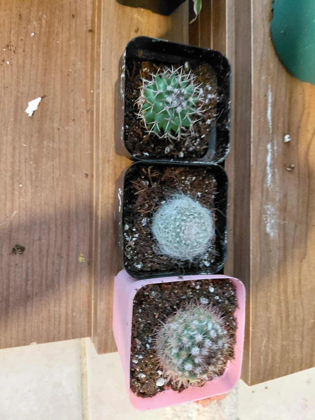 Set of 3 Small Potted Cacti