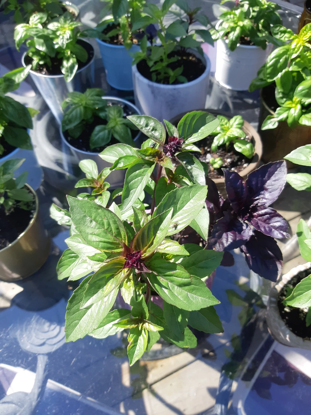 Potted Scented Basil Plants - photo 2