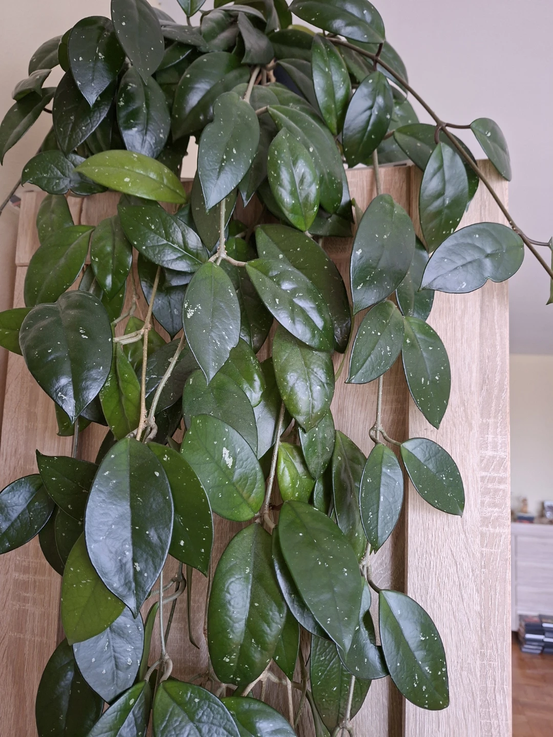 Hoya Carnosa Plant - photo 3