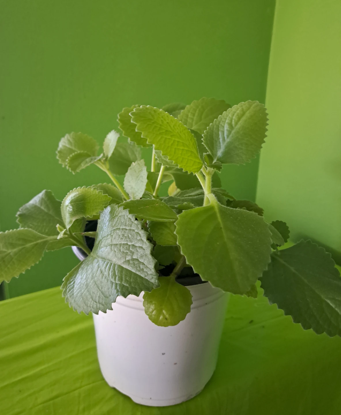 Plectranthus cuban plant in pot