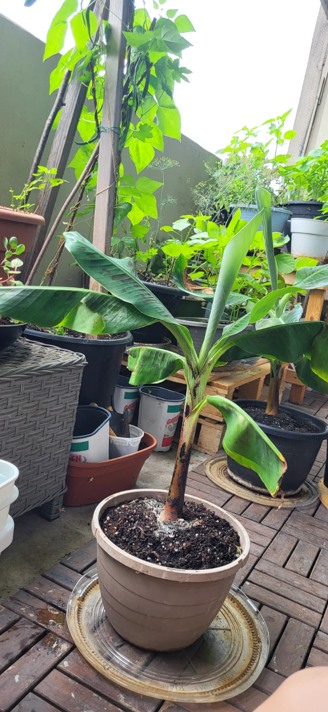 Small Banana Plant - photo 2