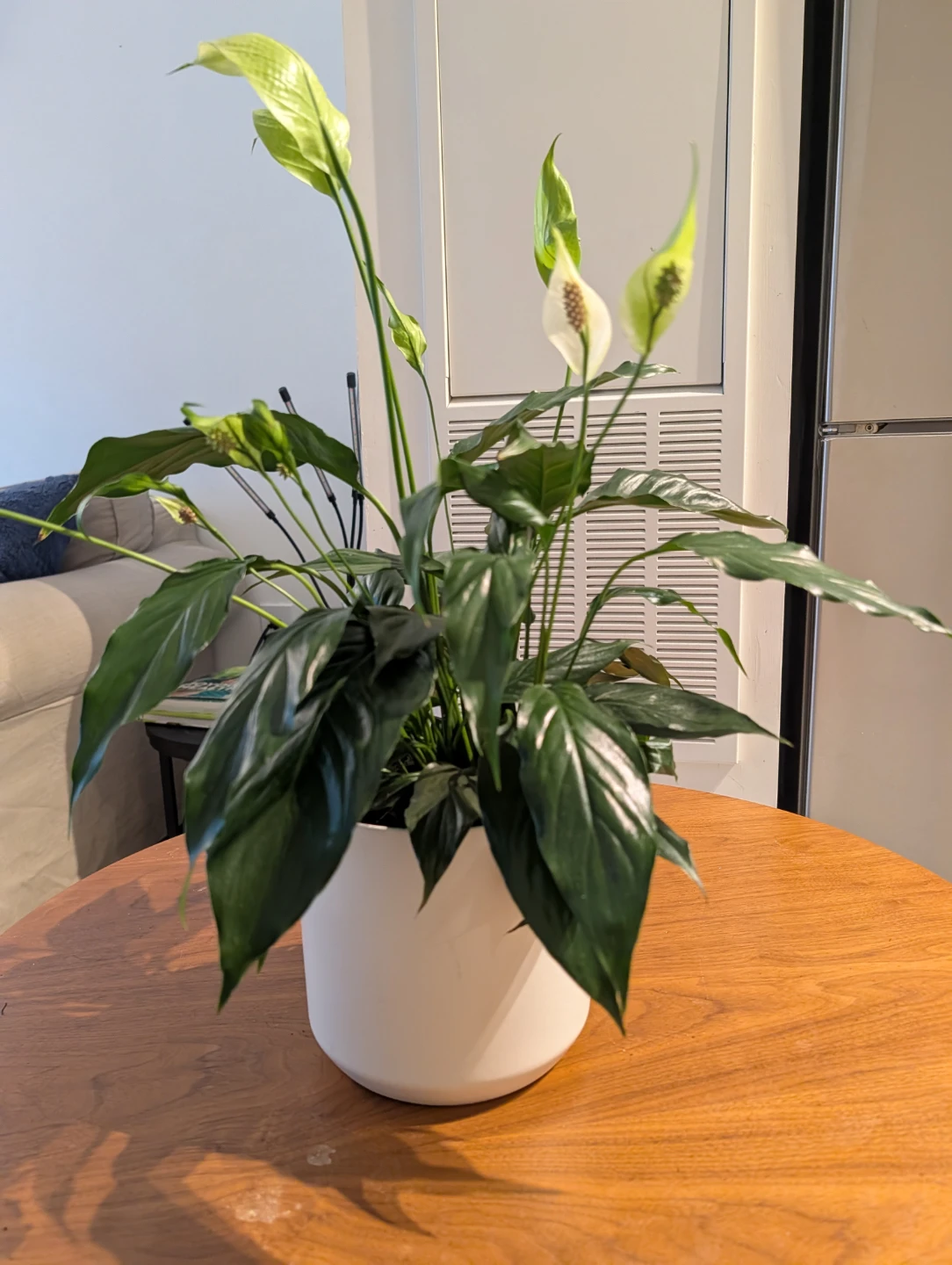 Various Plants - Need to be gone - Price varies - photo 4