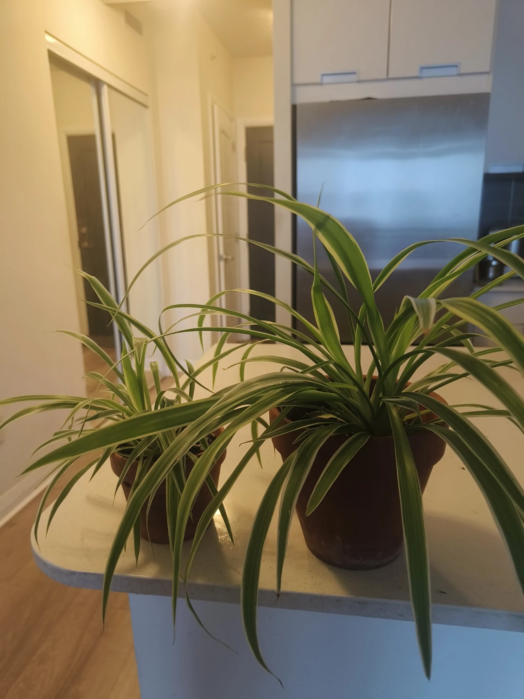 Two Spider Plants in Pots