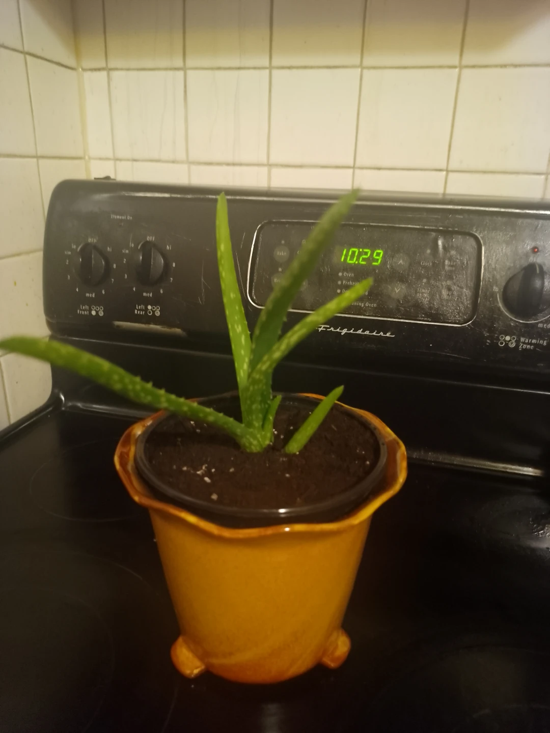 Aloe Vera Plant in Orange ceramic Pot
