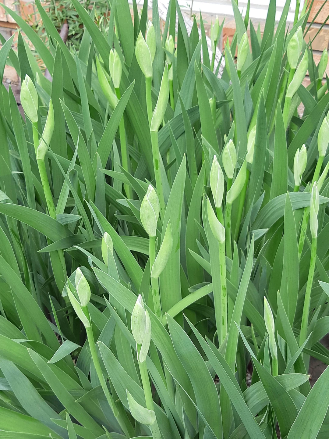 Bearded Iris Plants - photo 2