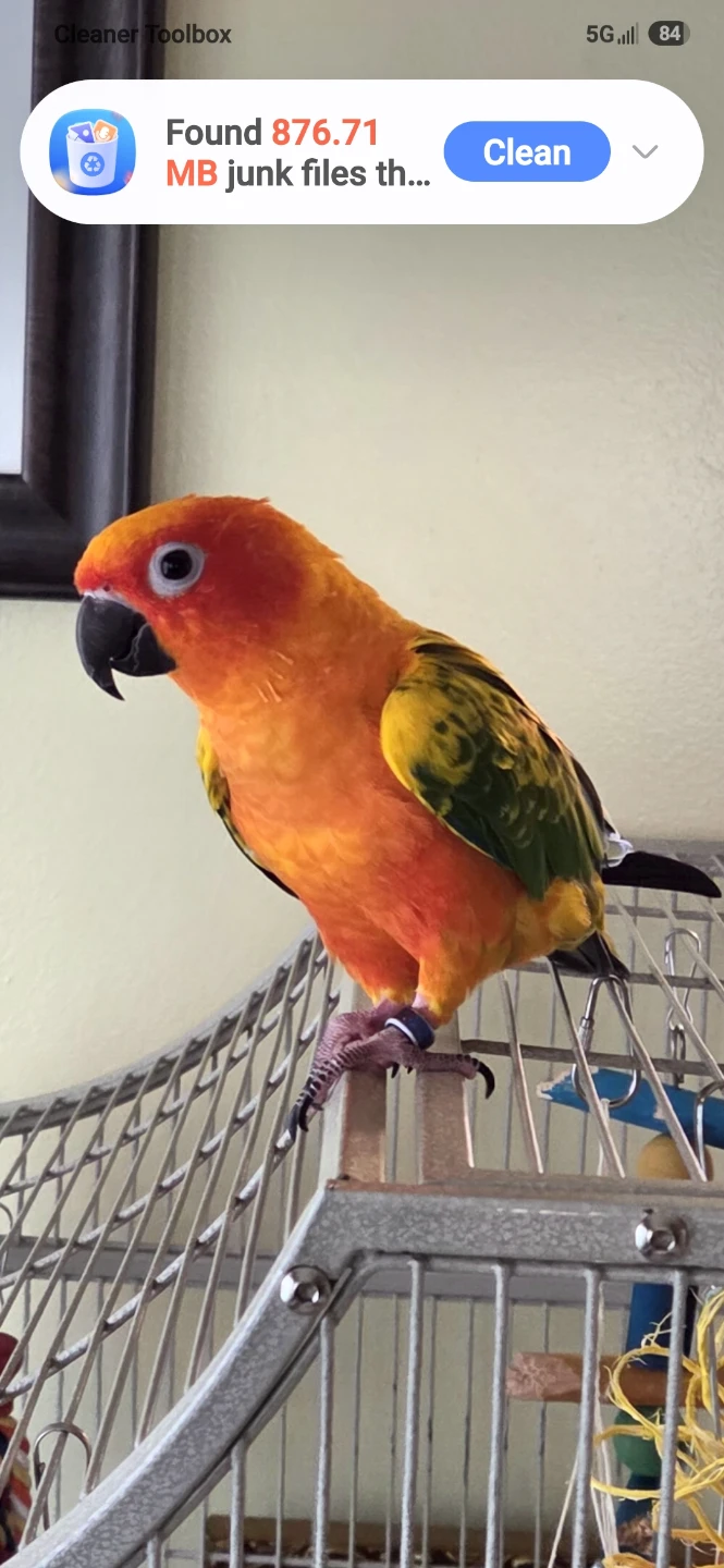 Suncanure Parrot 🦜