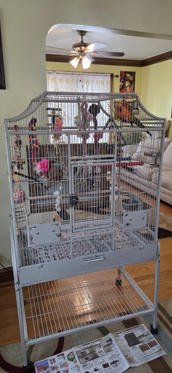Suncanure Parrot 🦜 - photo 2