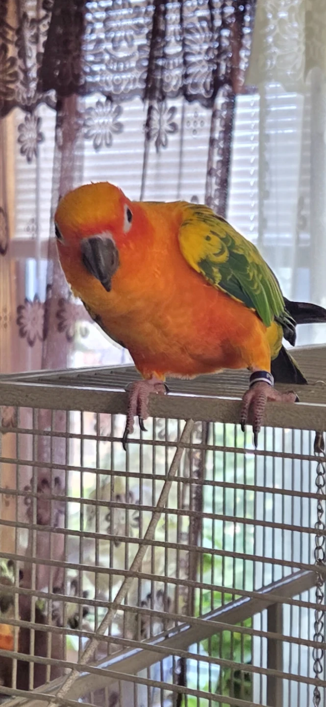 Suncanure Parrot 🦜 - photo 3