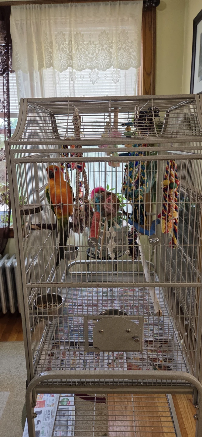 Suncanure Parrot 🦜 - photo 4
