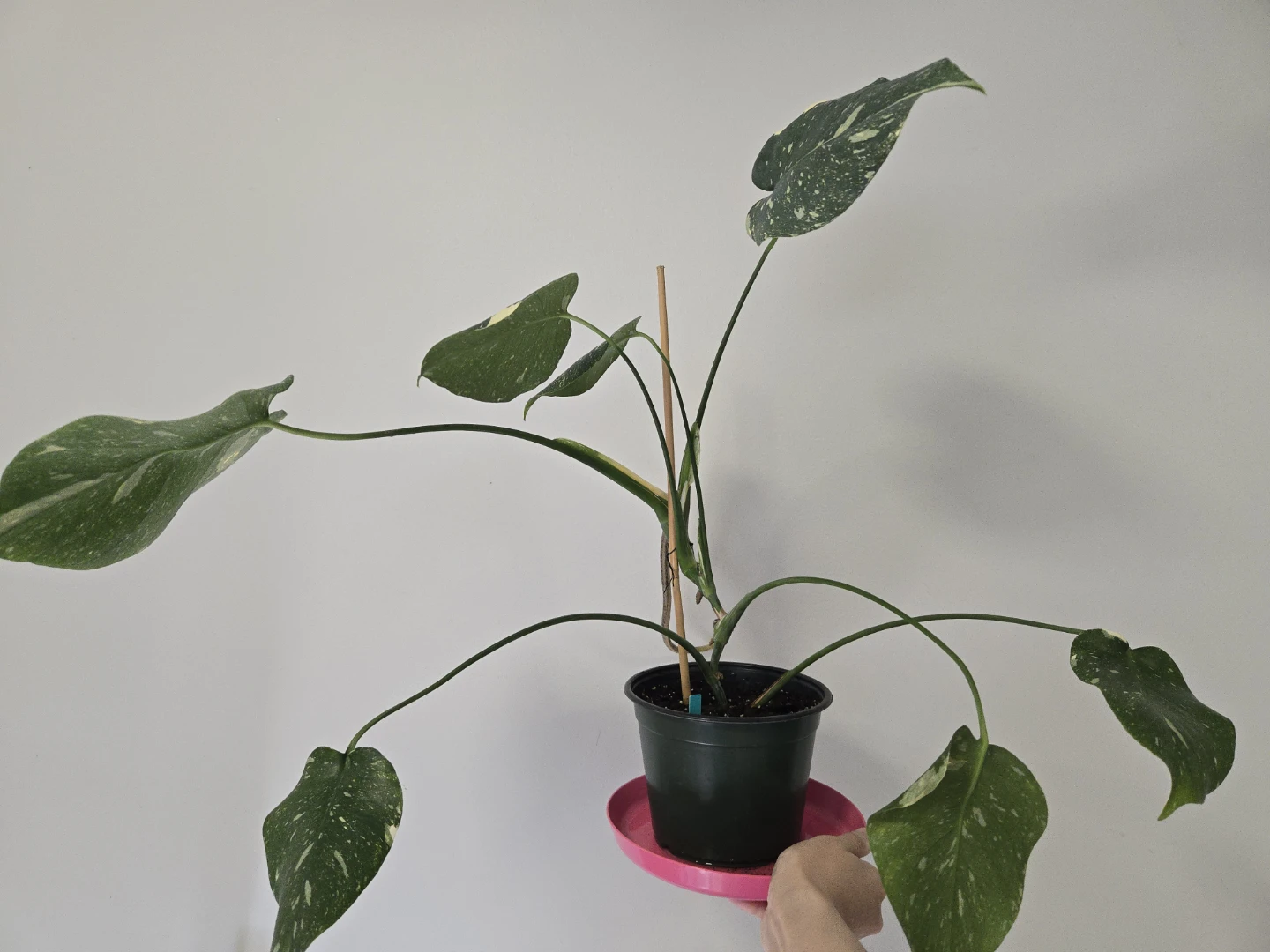 Monstera Thai Constellation in 6"pot - photo 3
