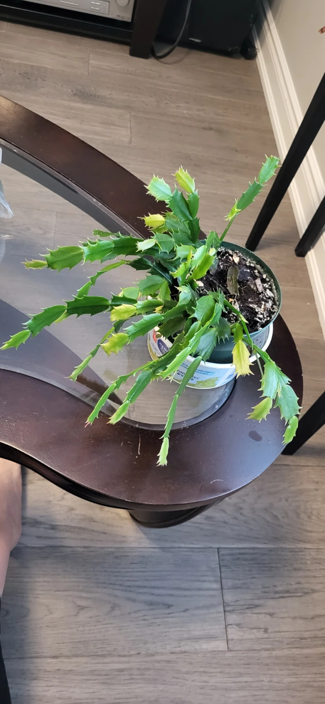 Pink Christmas Cactus in plastic pot
