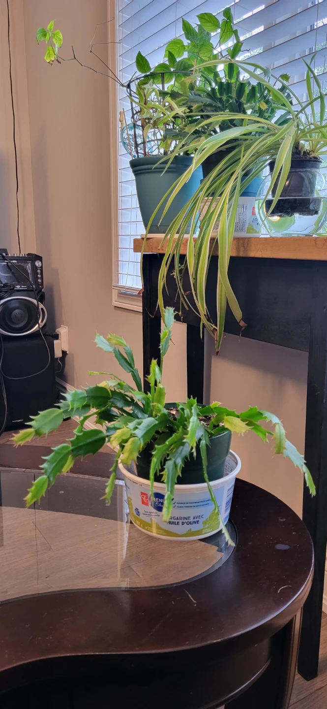 Pink Christmas Cactus in plastic pot - photo 4