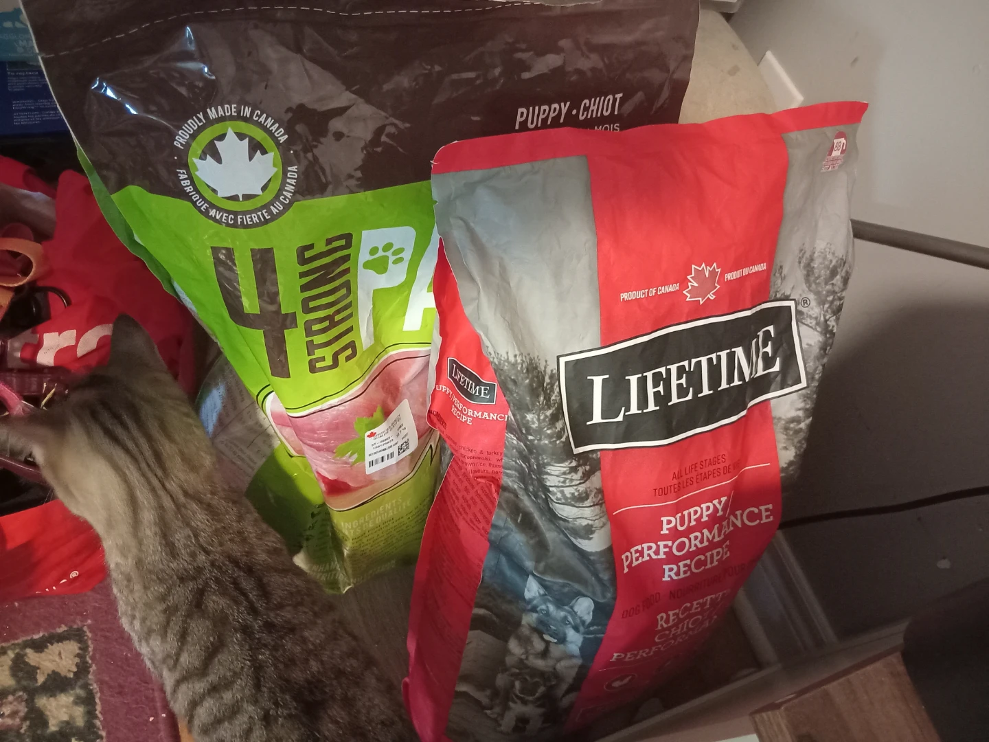 Various Dog Items - photo 2