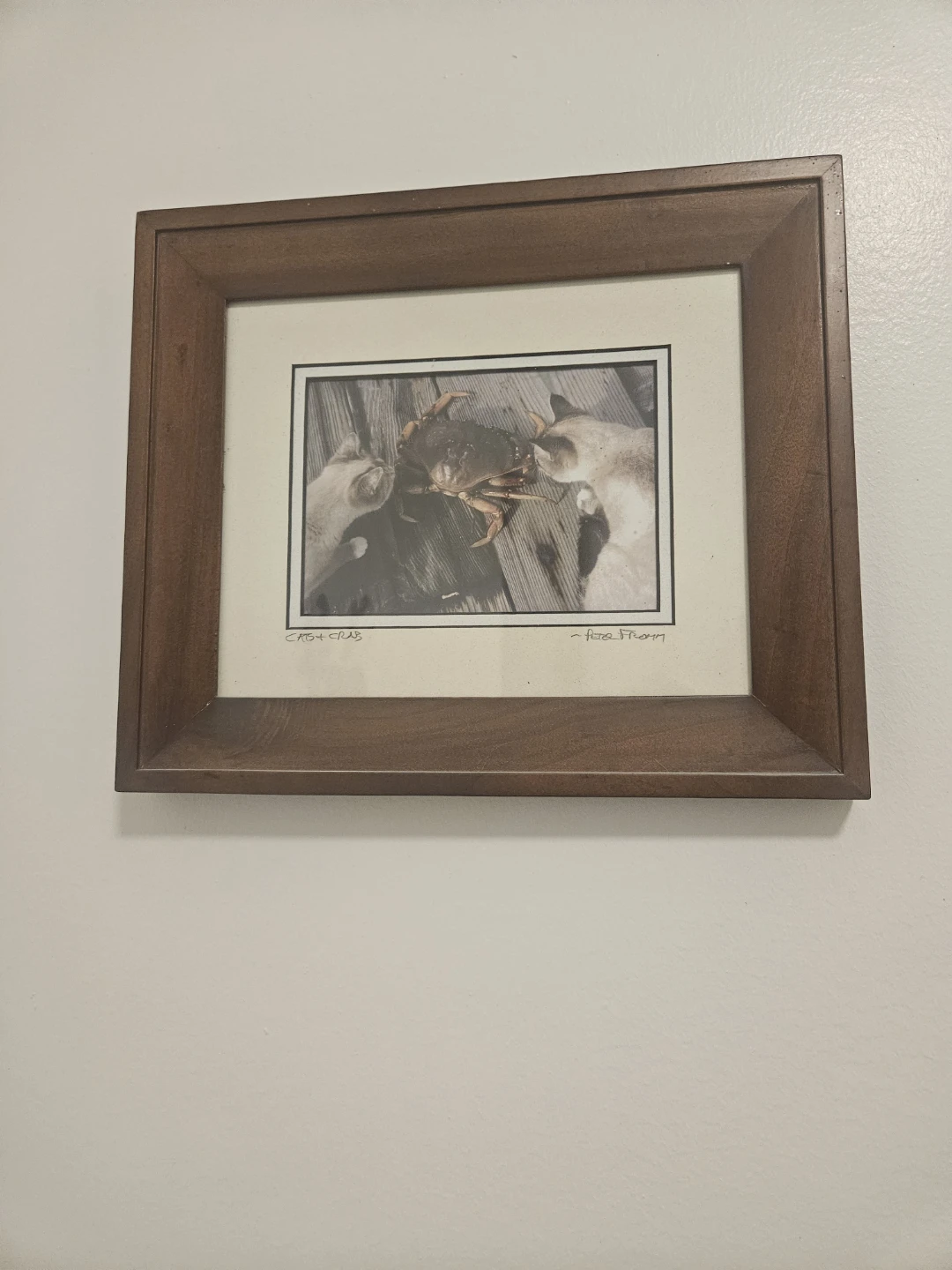 Cats and Crab photo with frame