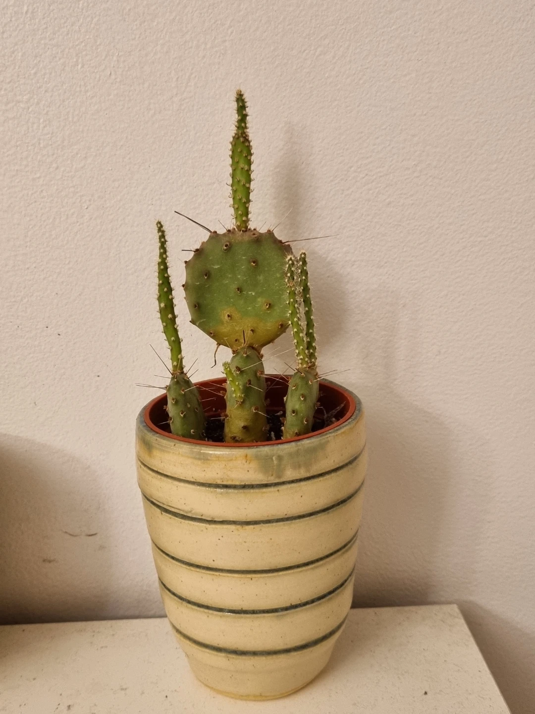 Plants with pots! - photo 3