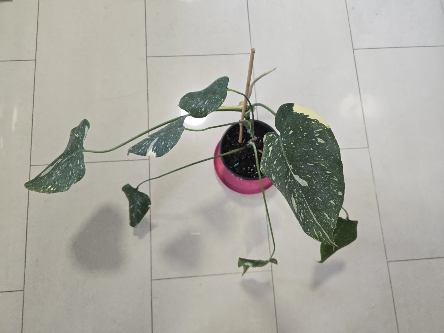Monstera Thai Constellation in 6"pot - photo 2