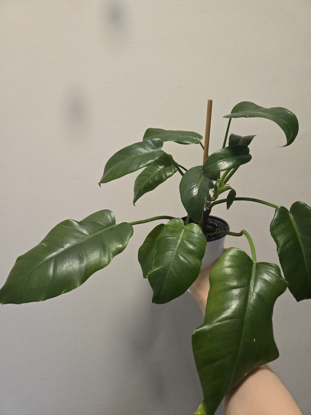 Philodendron Jungle Fever Lospot Green