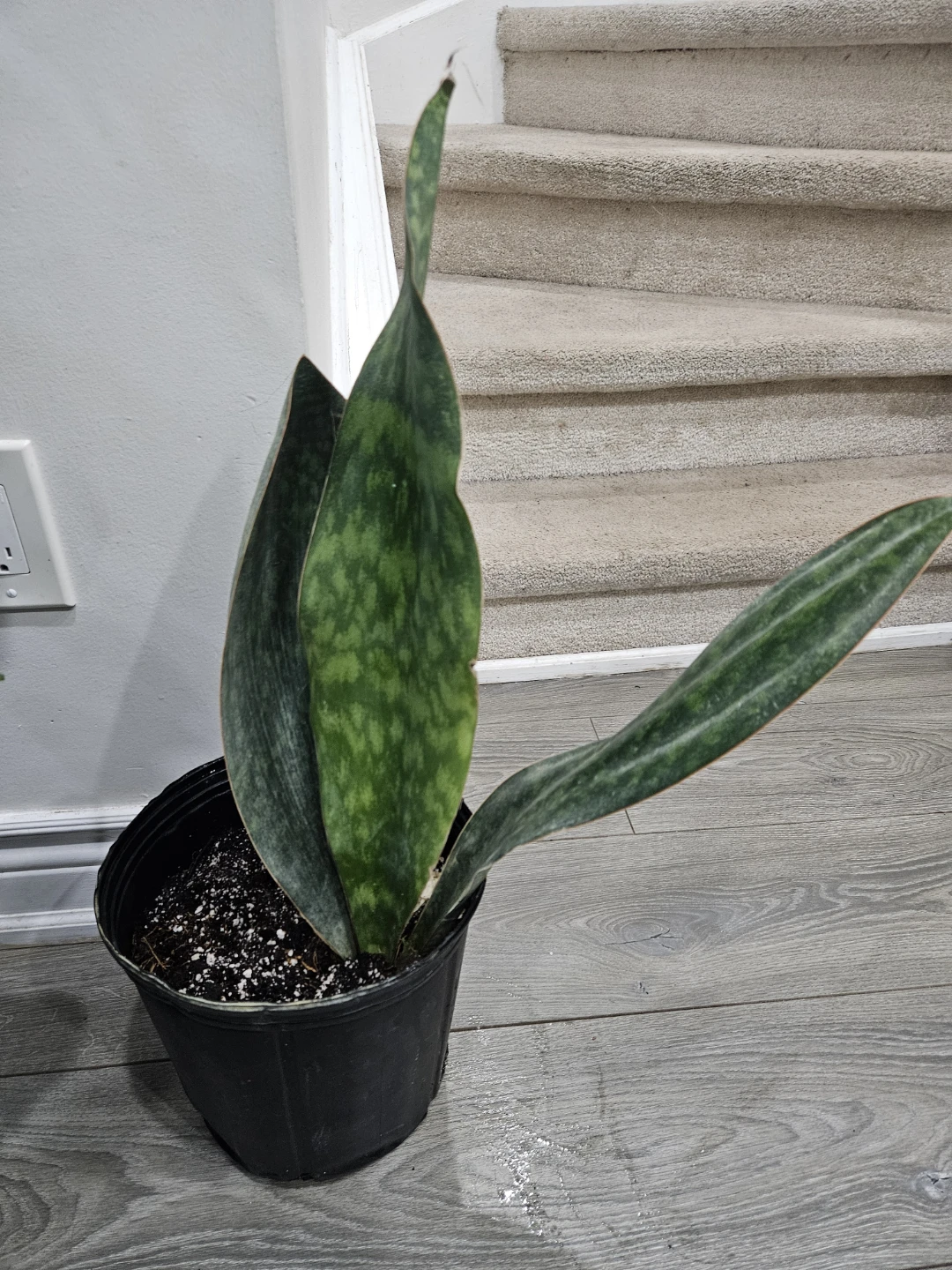 Sharkfin    Snake Plant Potted - photo 3