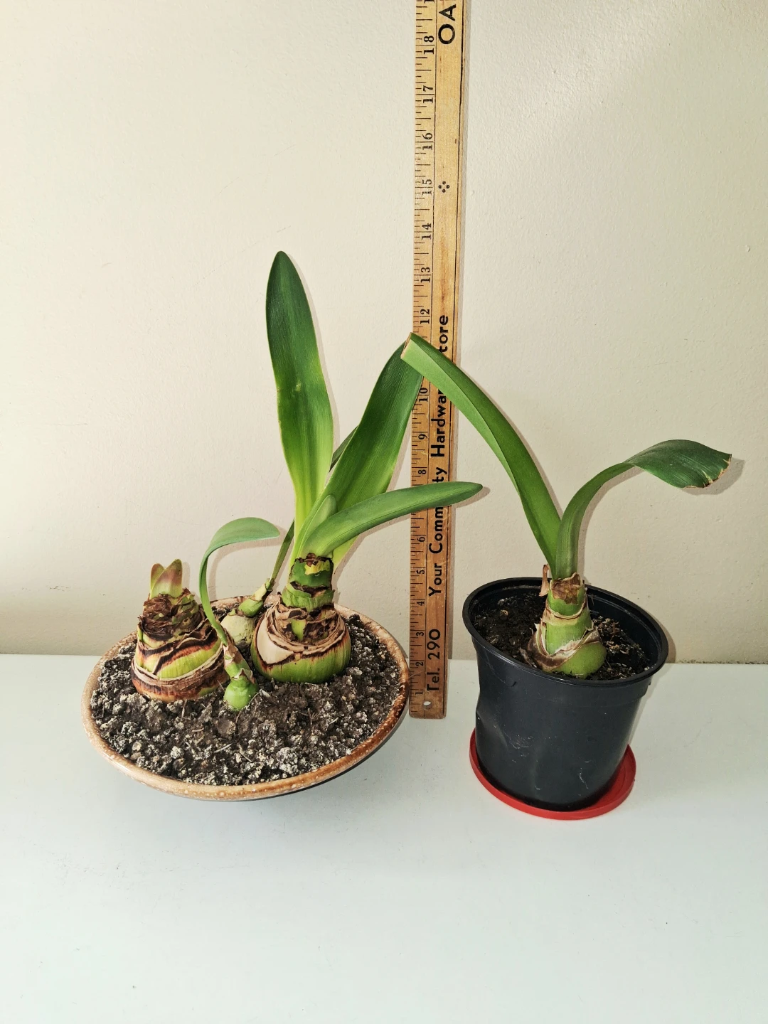 Amaryllis